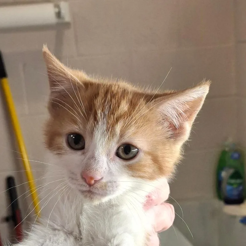 A baby small-sized male Orange / Red Domestic Short Hair cat named Hercules for adoption in Zanesville, OH