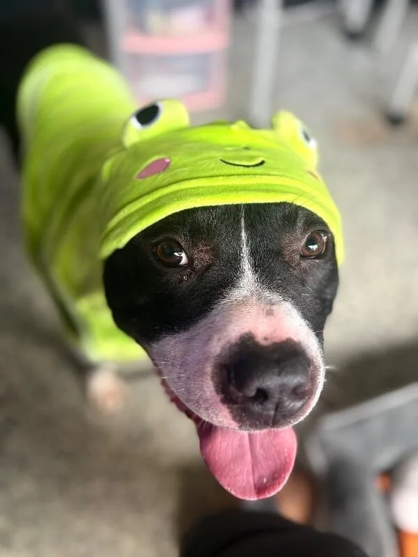 An adult large-sized male Black Mixed Breed dog named Kermie for adoption in Cincinnati, OH