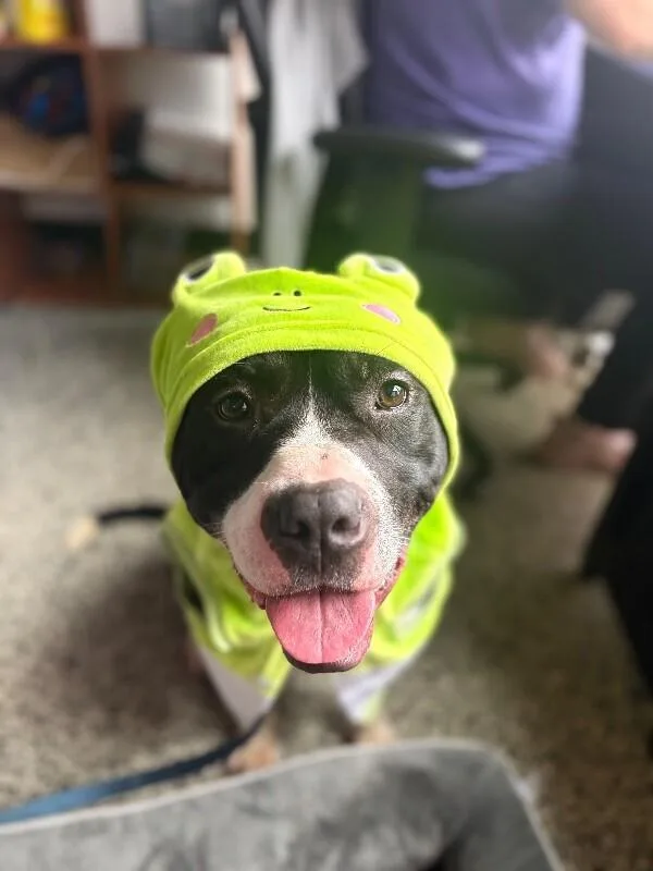 Kermie thumbnail 6