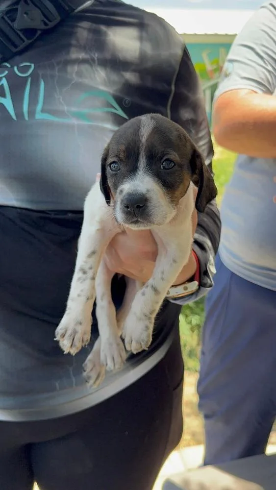 A baby small-sized female Tricolor (Brown, Black, & White) American Bulldog dog named Butter Pecan for adoption in Lakeland, FL