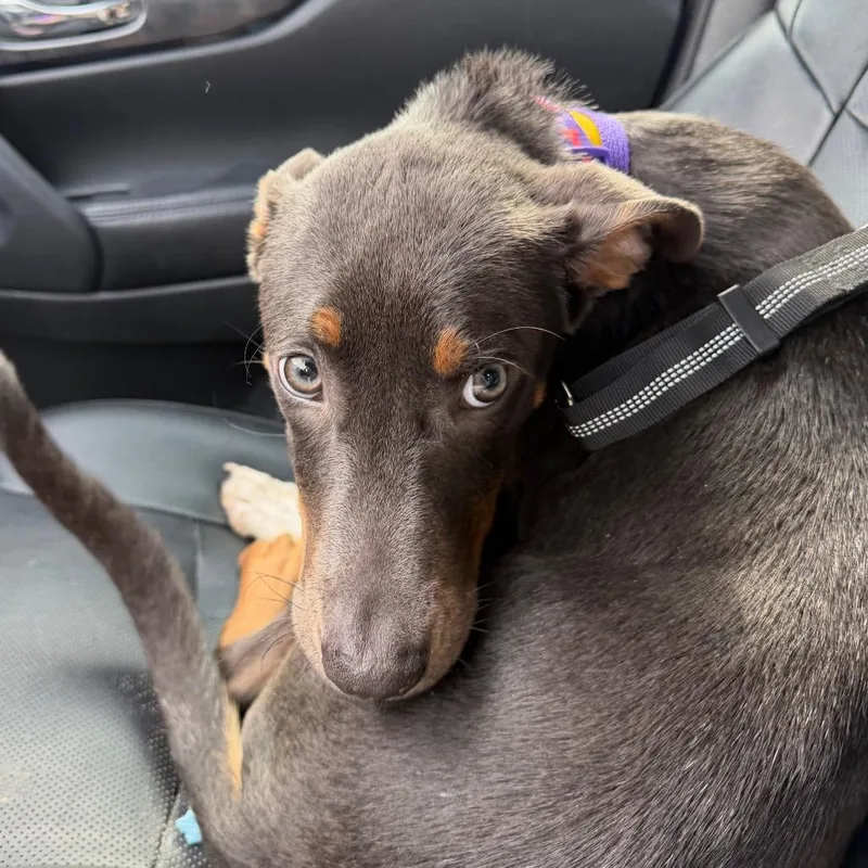 A young small-sized female Yellow / Tan / Blond / Fawn Doberman Pinscher dog named Minnie C for adoption in Oklahoma City, OK