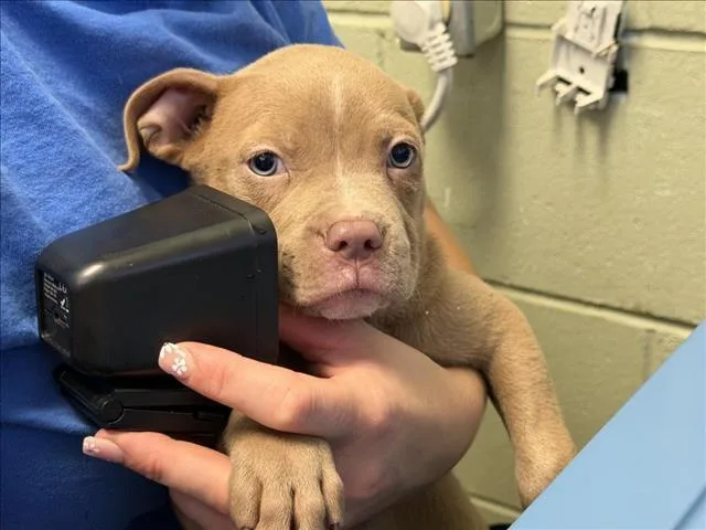 A baby small-sized female Pit Bull Terrier dog named Lora for adoption in Tulsa, OK