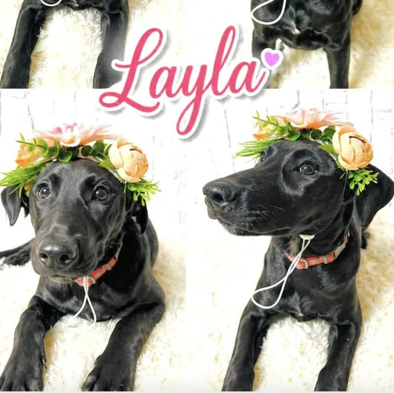 Layla thumbnail 4