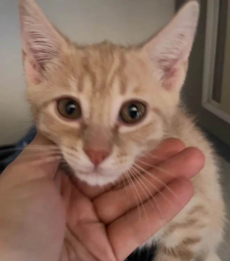 A baby small-sized male Domestic Short Hair cat named Loki for adoption in Cambria, CA