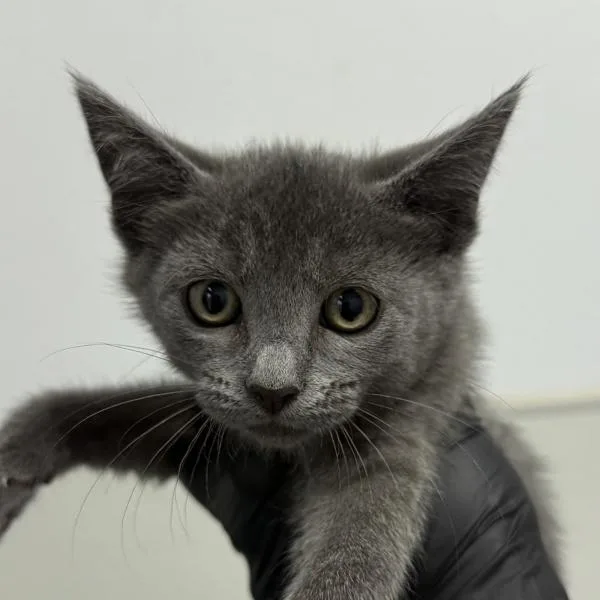 A baby small-sized female Domestic Short Hair cat named Chupacabra for adoption in Escondido, CA