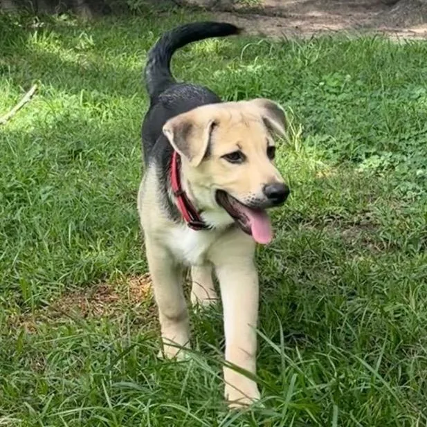 A baby medium-sized male White / Cream German Shepherd Dog dog named Scotty for adoption in Houston, TX