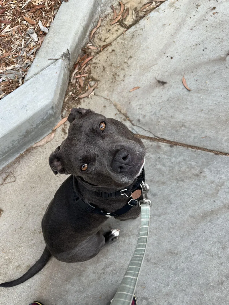 Suki Courtesy Listing