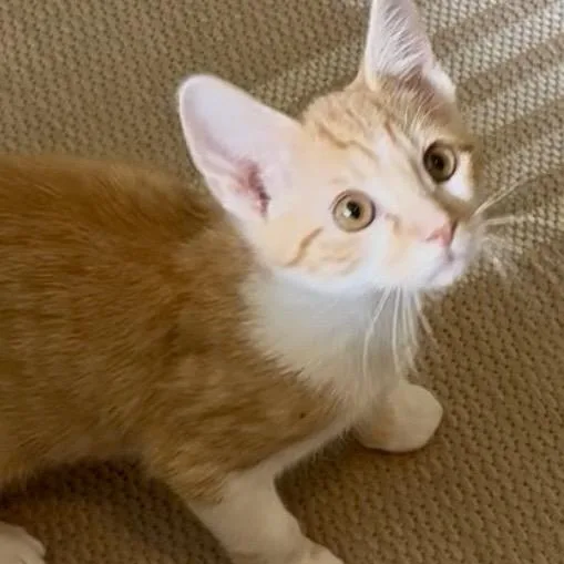 A baby medium-sized male Orange & White Domestic Short Hair cat named Dink for adoption in Richmond, VA