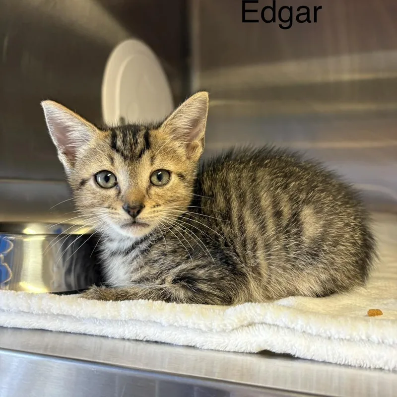 A baby small-sized male Domestic Short Hair cat named Edgar for adoption in Knoxville, TN
