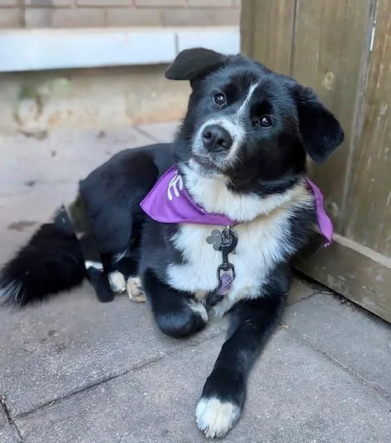 A young medium-sized female Australian Shepherd dog named Jinx for adoption in Monroe, NC