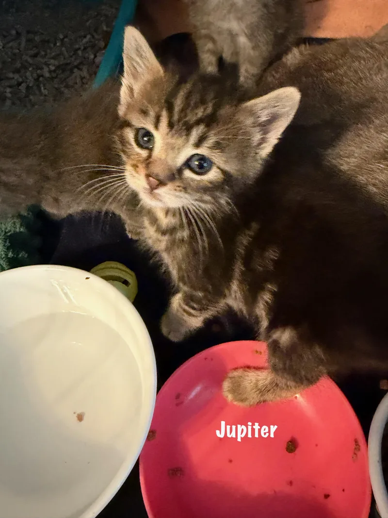 A baby medium-sized female Tabby (Brown / Chocolate) Domestic Short Hair cat named Jupiter for adoption in East Hartford , CT