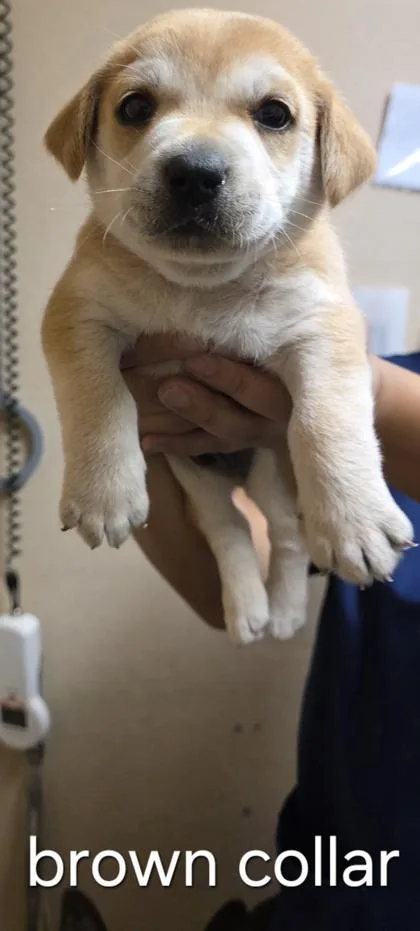 A baby small-sized male Shepherd dog named Ramones for adoption in Roseville, CA