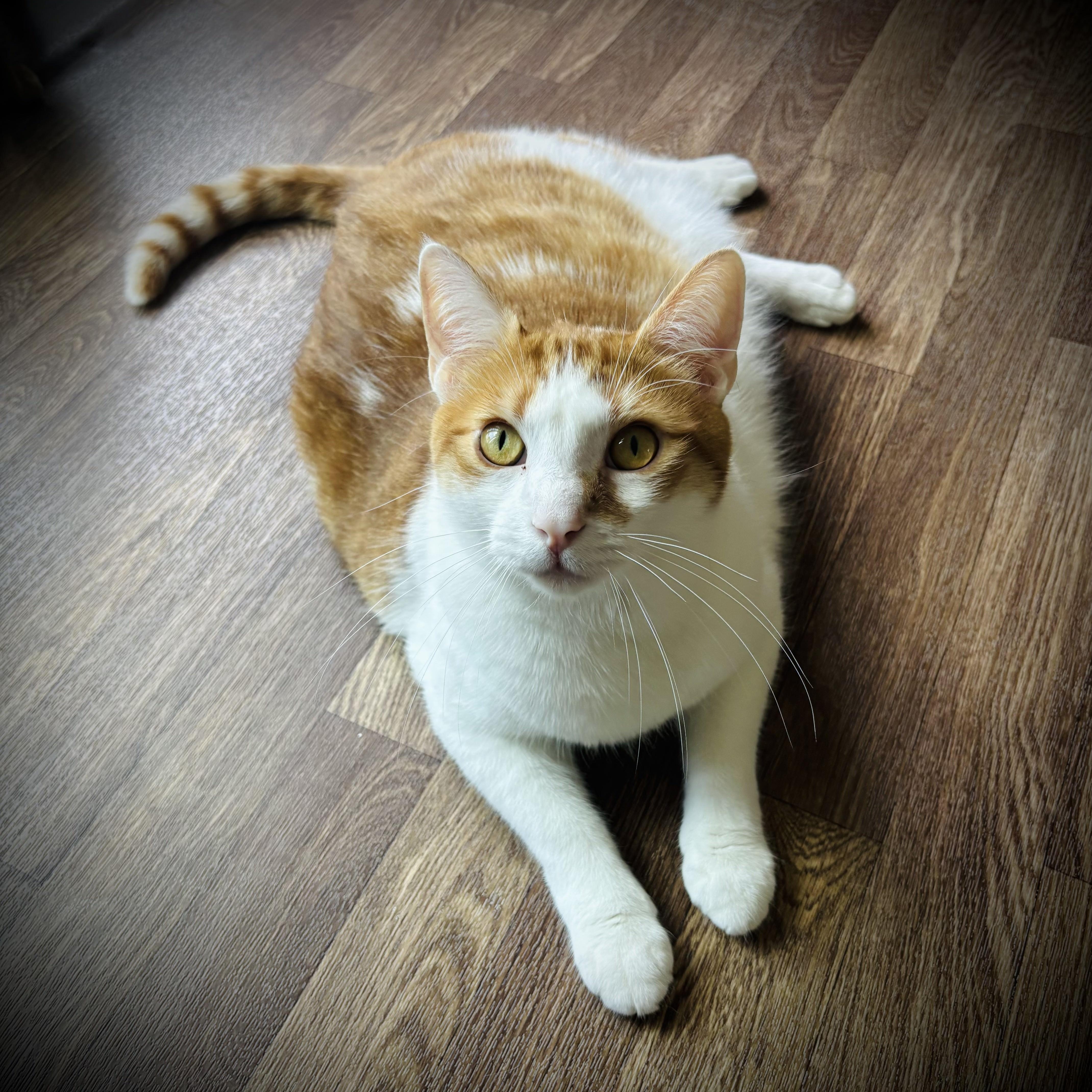 A young extra large-sized male Domestic Short Hair cat named Hudson for adoption in Buffalo, NY