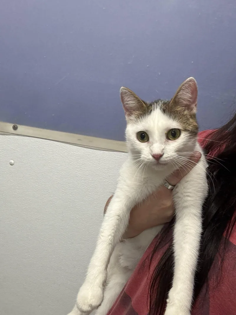 An adult medium-sized female White Domestic Short Hair cat named Floppy for adoption in Knoxville, IA