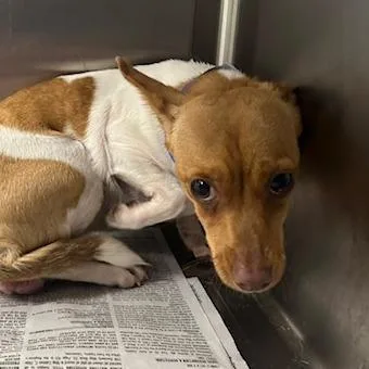 An adult small-sized male Yellow / Tan / Blond / Fawn Mixed Breed dog named Woody for adoption in Knoxville, TN