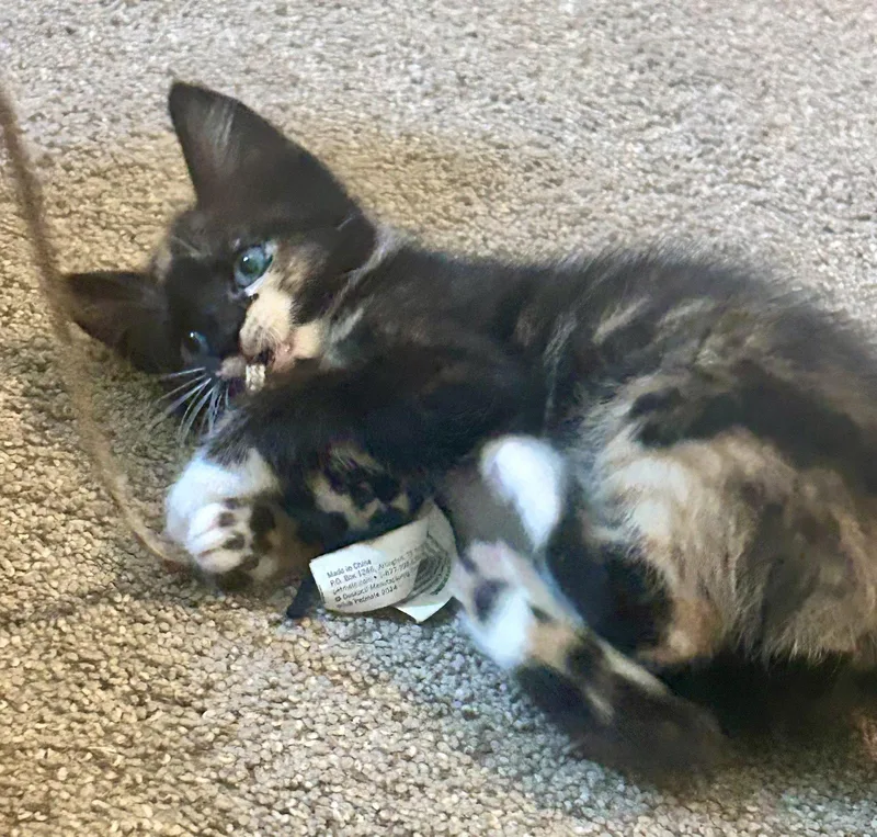 A baby medium-sized female Domestic Short Hair cat named Missy Messi for adoption in Pittsboro, NC