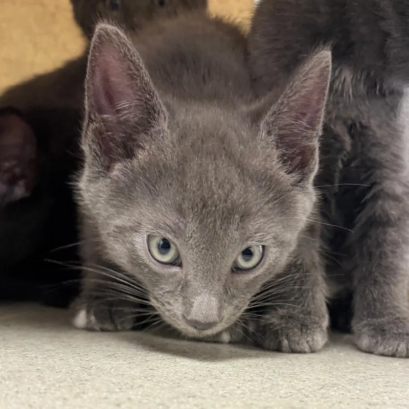 A baby small-sized female Gray / Blue / Silver Domestic Short Hair cat named Fire for adoption in Philadelphia, PA
