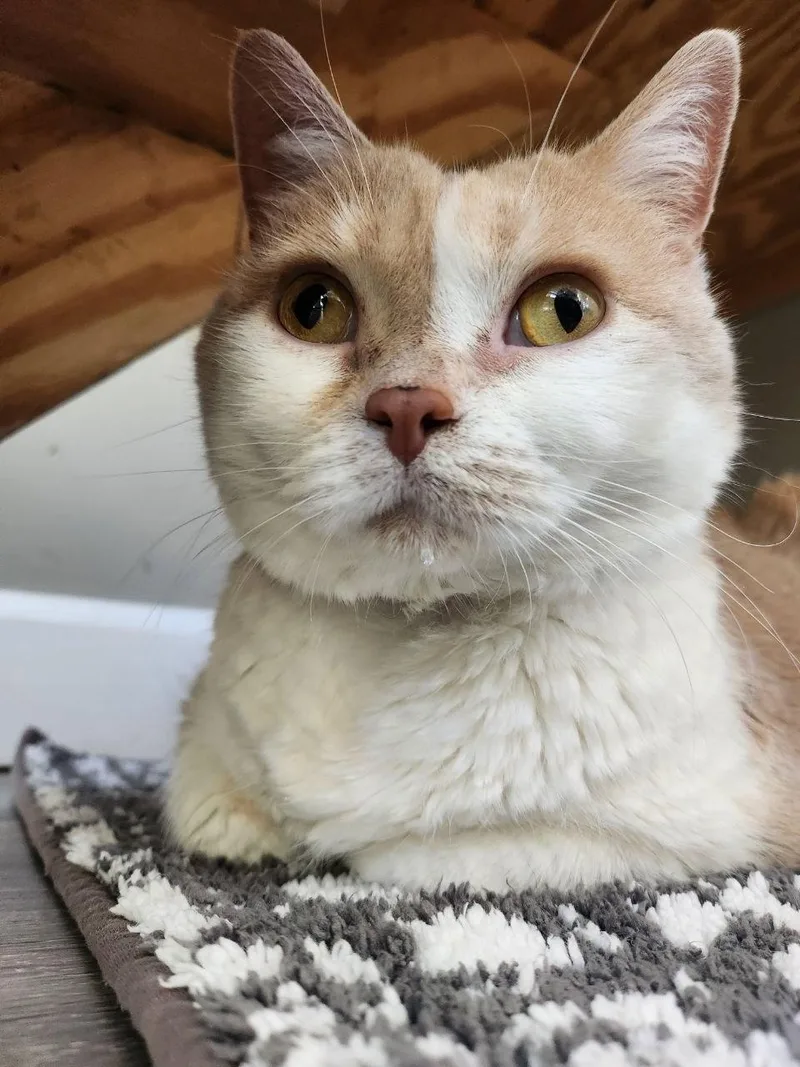 A young medium-sized female Buff & White Domestic Short Hair cat named Darling for adoption in Leesburg, VA