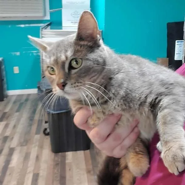 An adult medium-sized female Domestic Short Hair cat named Evie for adoption in Jefferson city, TN
