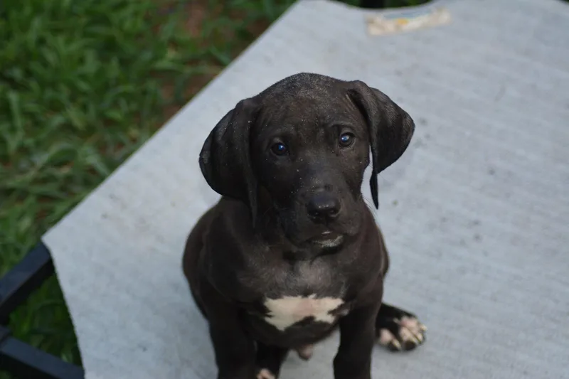 A baby large-sized male Labrador Retriever dog named Ontario for adoption in Hayes, VA