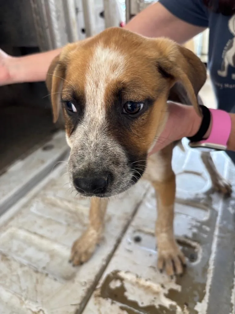 A baby small-sized female Cattle Dog dog named Melissa for adoption in Belton, TX