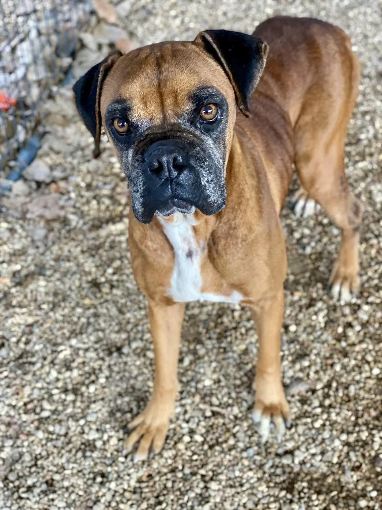 A senior medium-sized male Yellow / Tan / Blond / Fawn Boxer dog named Celsius for adoption in Hewitt, TX