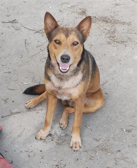 A young medium-sized male German Shepherd Dog dog named Leon for adoption in San Antonio, TX