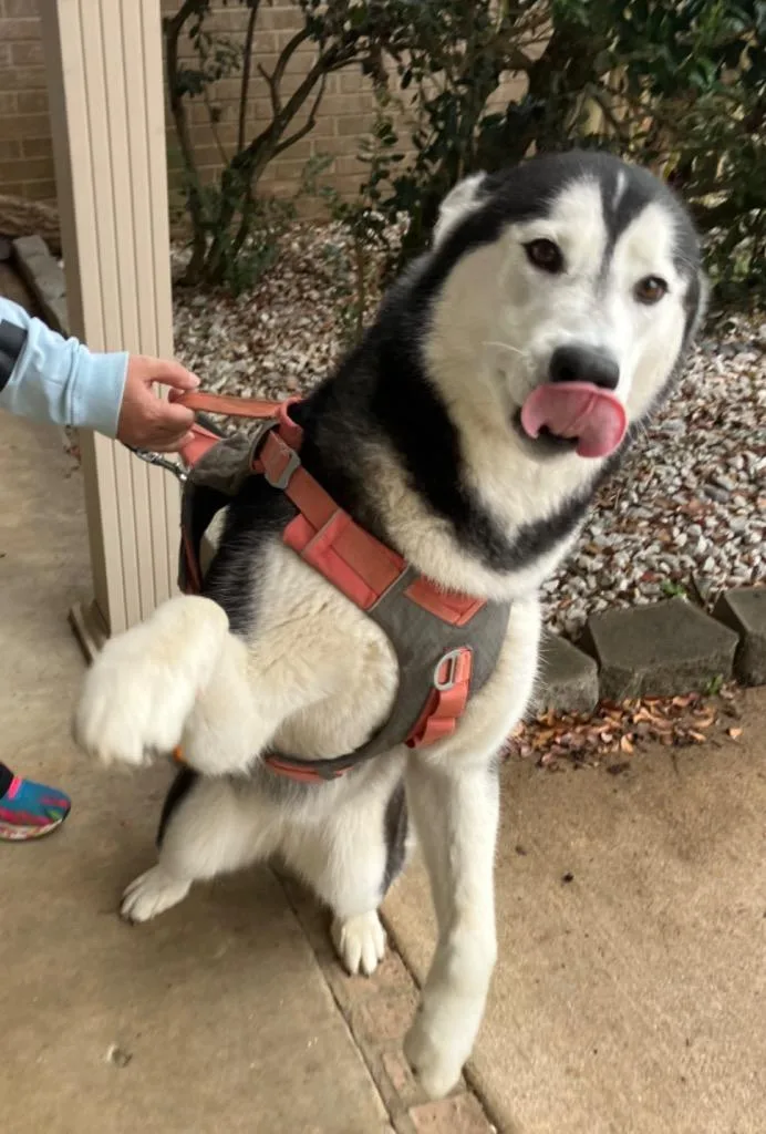 An adult medium-sized female Husky dog named Luka for adoption in Benton, AR