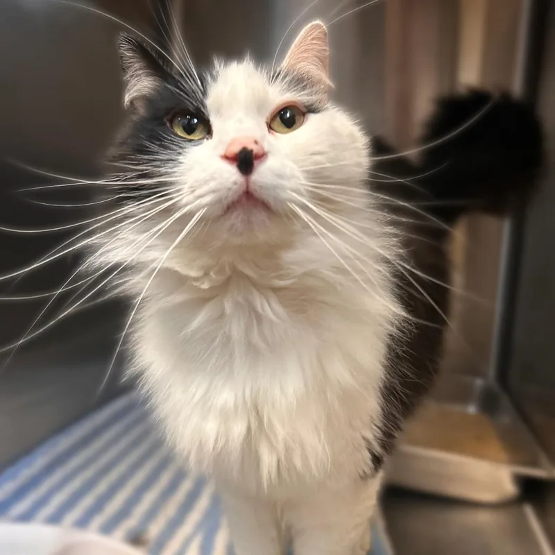 An adult medium-sized male Black Domestic Long Hair cat named Dagwood for adoption in Davenport, IA