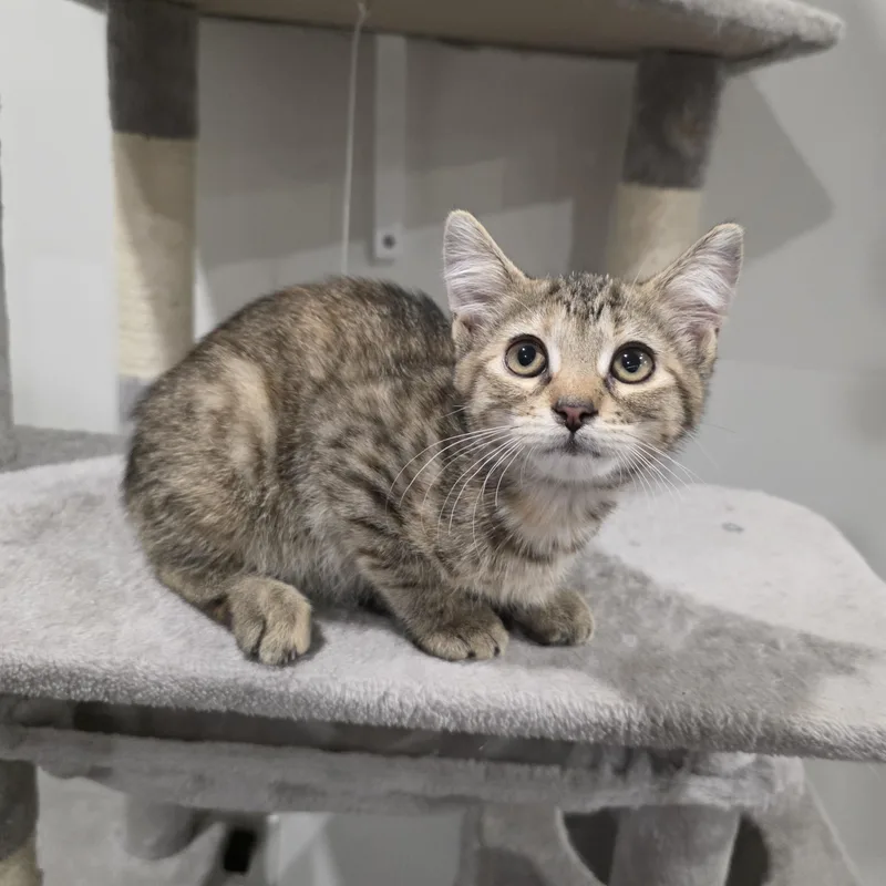 A baby medium-sized female Torbie cat named Daisy for adoption in Moriches, NY