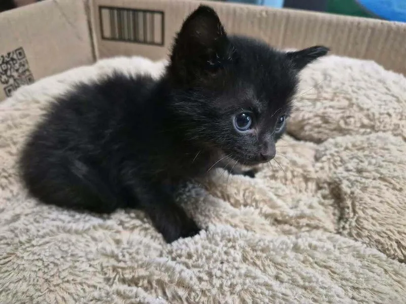 A baby small-sized male Black Domestic Short Hair cat named Constantine for adoption in Emporia, KS