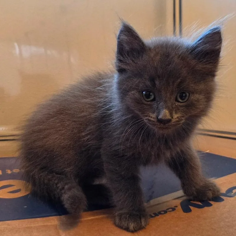 A baby small-sized male Gray / Blue / Silver Domestic Medium Hair cat named Ac for adoption in Westminster, CA