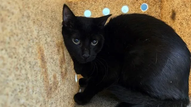 A young small-sized male Domestic Short Hair cat named Casper for adoption in Thousand Palms, CA