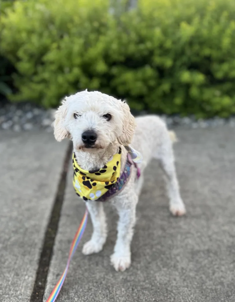 A young small-sized male Miniature Poodle dog named Feta for adoption in lynnwood , WA