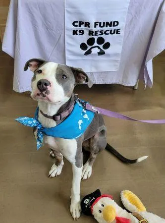 A young medium-sized female American Staffordshire Terrier dog named Olive for adoption in Lowell, IN