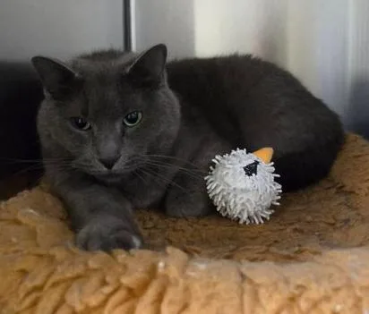 An adult medium-sized male Gray / Blue / Silver Domestic Short Hair cat named Devlin for adoption in Minneapolis, MN