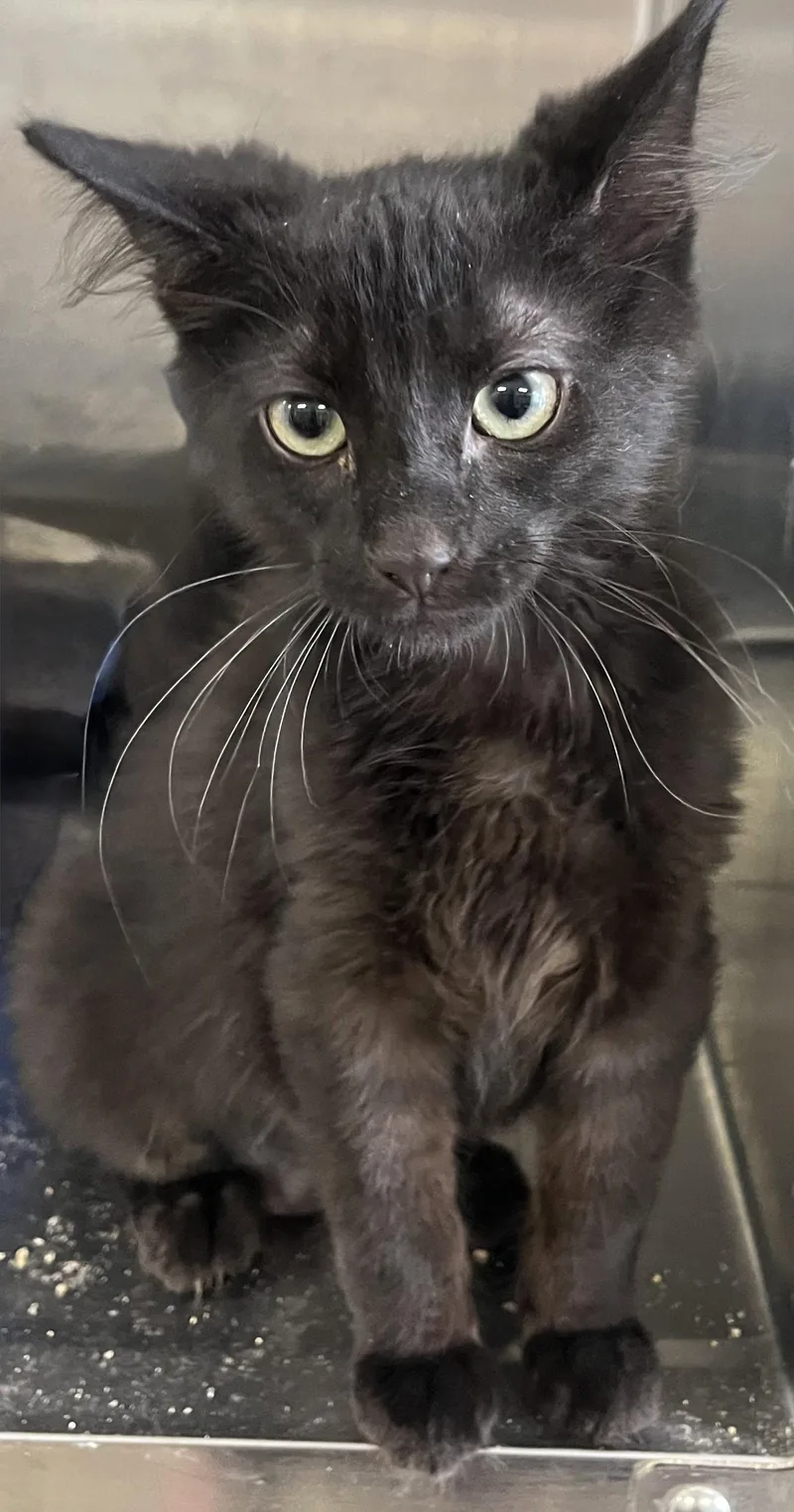 A young medium-sized male American Shorthair cat named Blair for adoption in Massapequa, NY