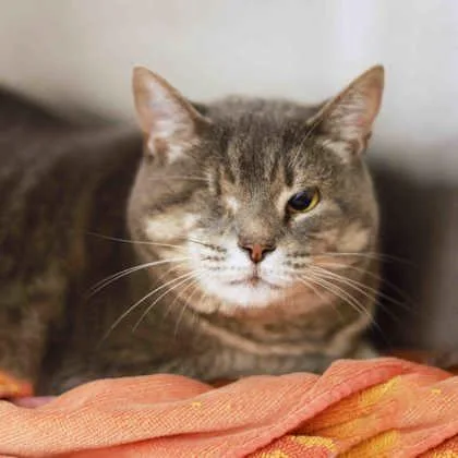 An adult small-sized female Gray / Blue / Silver Domestic Medium Hair cat named Alexa for adoption in Atlanta, GA