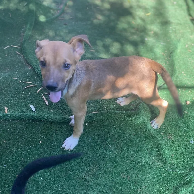 A baby medium-sized female Brown / Chocolate Terrier dog named Croissant for adoption in Escondido, CA