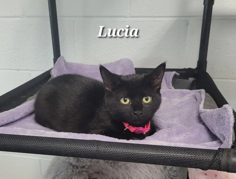 Lucia thumbnail 3