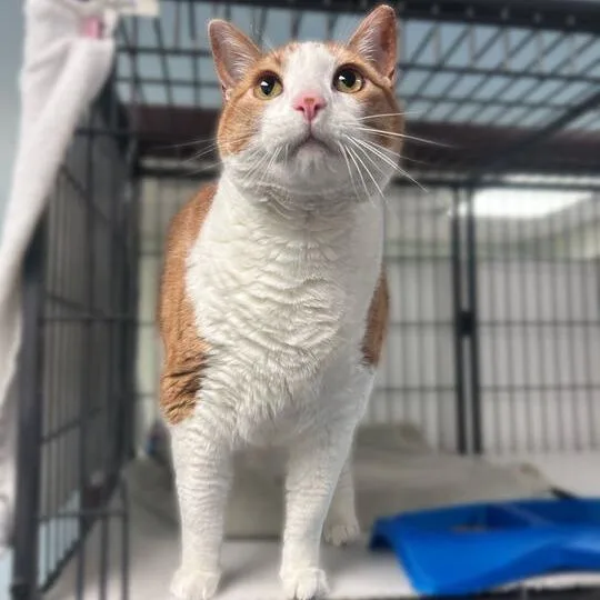 Scootie Boy