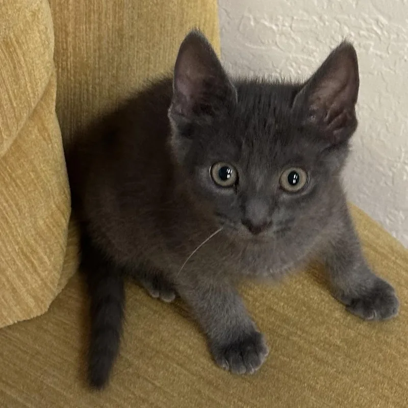 A baby small-sized male Gray / Blue / Silver Domestic Short Hair cat named Seasmoke for adoption in Redwood City, CA