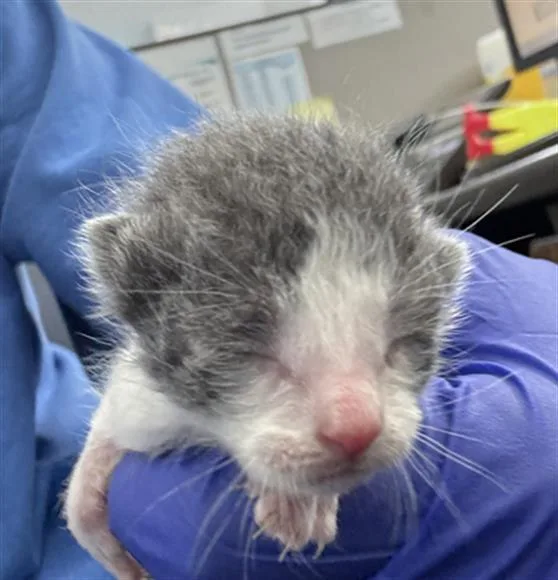 A baby medium-sized male Domestic Short Hair cat named Jazz for adoption in Dallas, TX