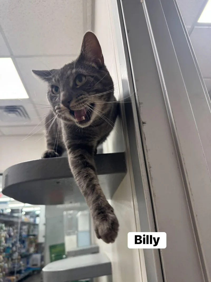 A baby medium-sized male Domestic Short Hair cat named Billy for adoption in Staten Island, NY