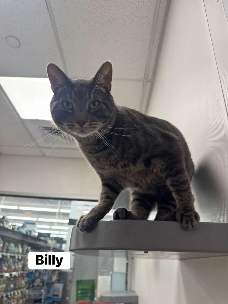 Billy thumbnail 2