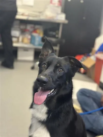 An adult large-sized male Mixed Breed dog named Jerry for adoption in West Chester, PA
