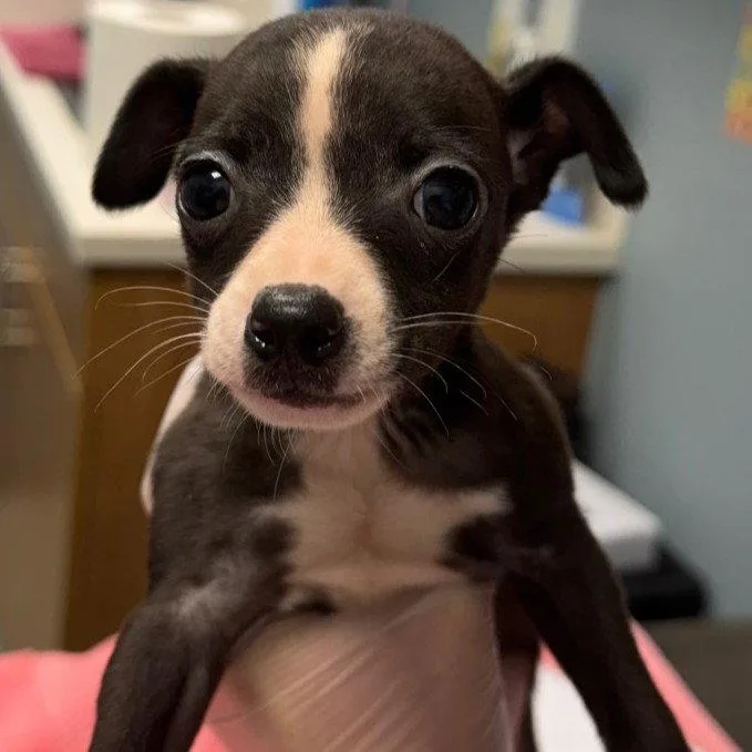 A young small-sized female Chihuahua dog named Pip for adoption in New Castle, DE