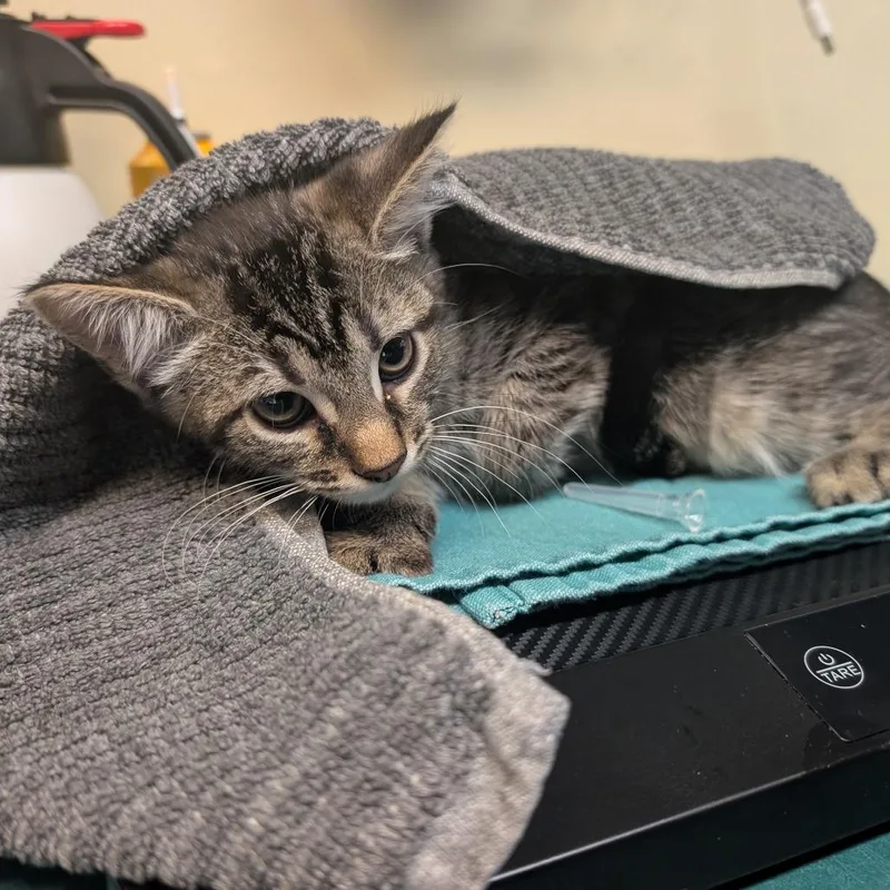 A baby small-sized male Gray / Blue / Silver Domestic Short Hair cat named Brock for adoption in Pasadena, CA
