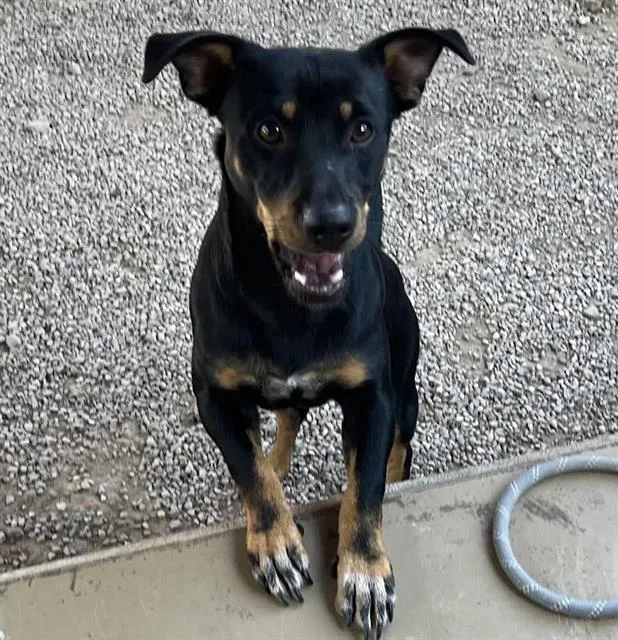 A young small-sized male Chihuahua dog named Marlow for adoption in Tucson, AZ