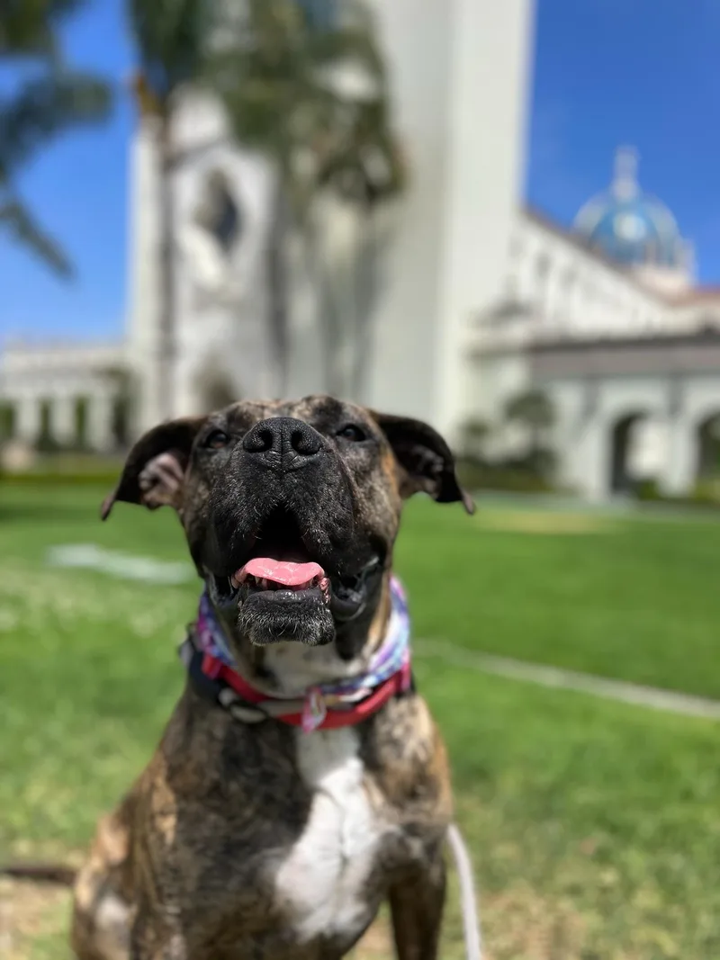 A young medium-sized female Boxer dog named Ginny for adoption in santa monica, CA